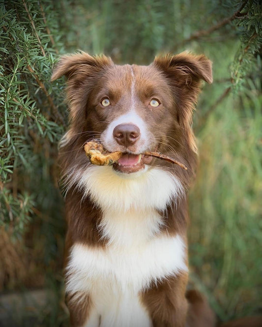 A Quick Guide to 5 Nutrients Dogs Need & Easy Ways to Add to Your Dogs Diet