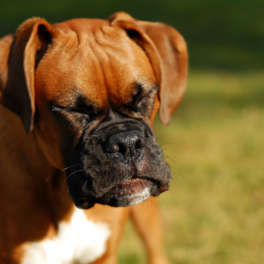 Why Your Dog Sneezes