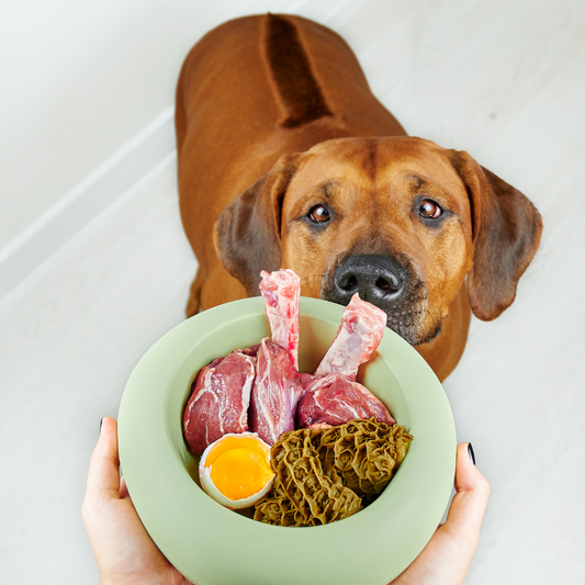 Food Facts: Can Dogs Eat Eggs?