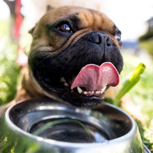 Brown French bull dog drinking water from bowl