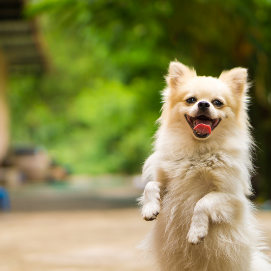 What Are Omega Fatty Acids and Why Your Dog Needs Them?