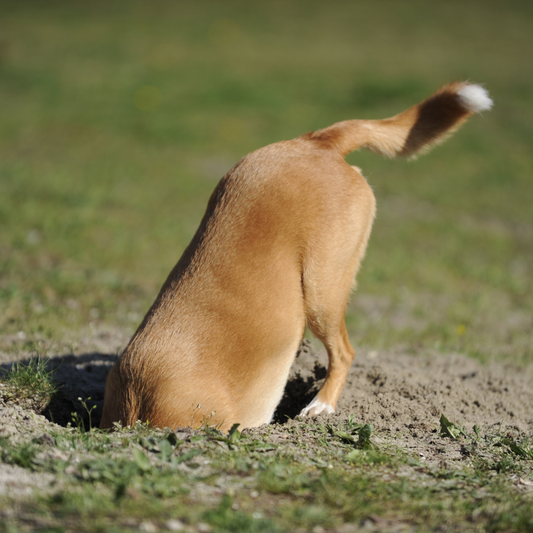 Why Do Dogs Hide Their Treats?