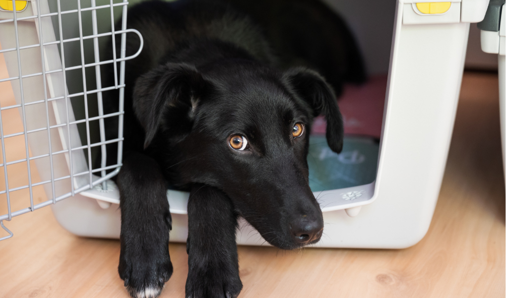 Benefits of Crate Training & How to Get it Done