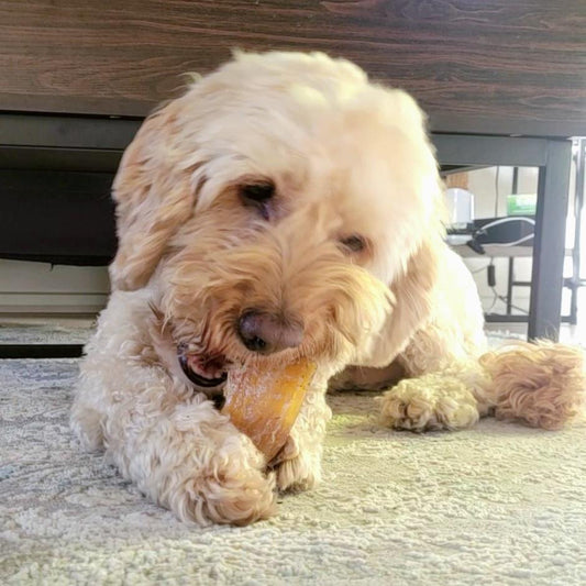 Beef Paddywack tough chews for dogs Australia