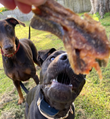 2 dogs looking Mackerel Jerky treat
