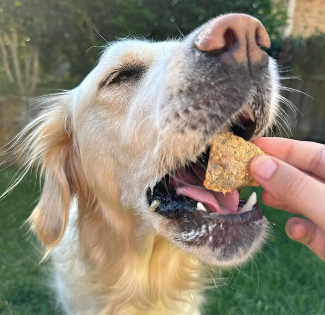 Golden Retriever eating seafood dog treats