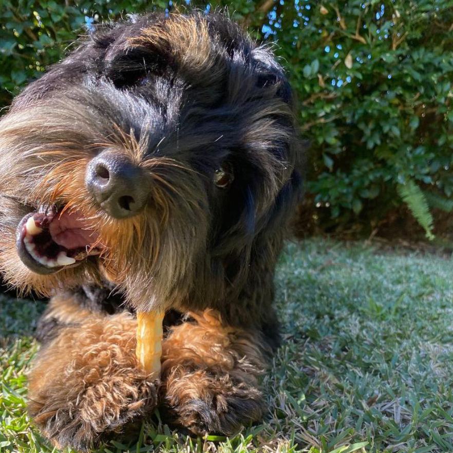 Shark seafood chews for dogs Australia