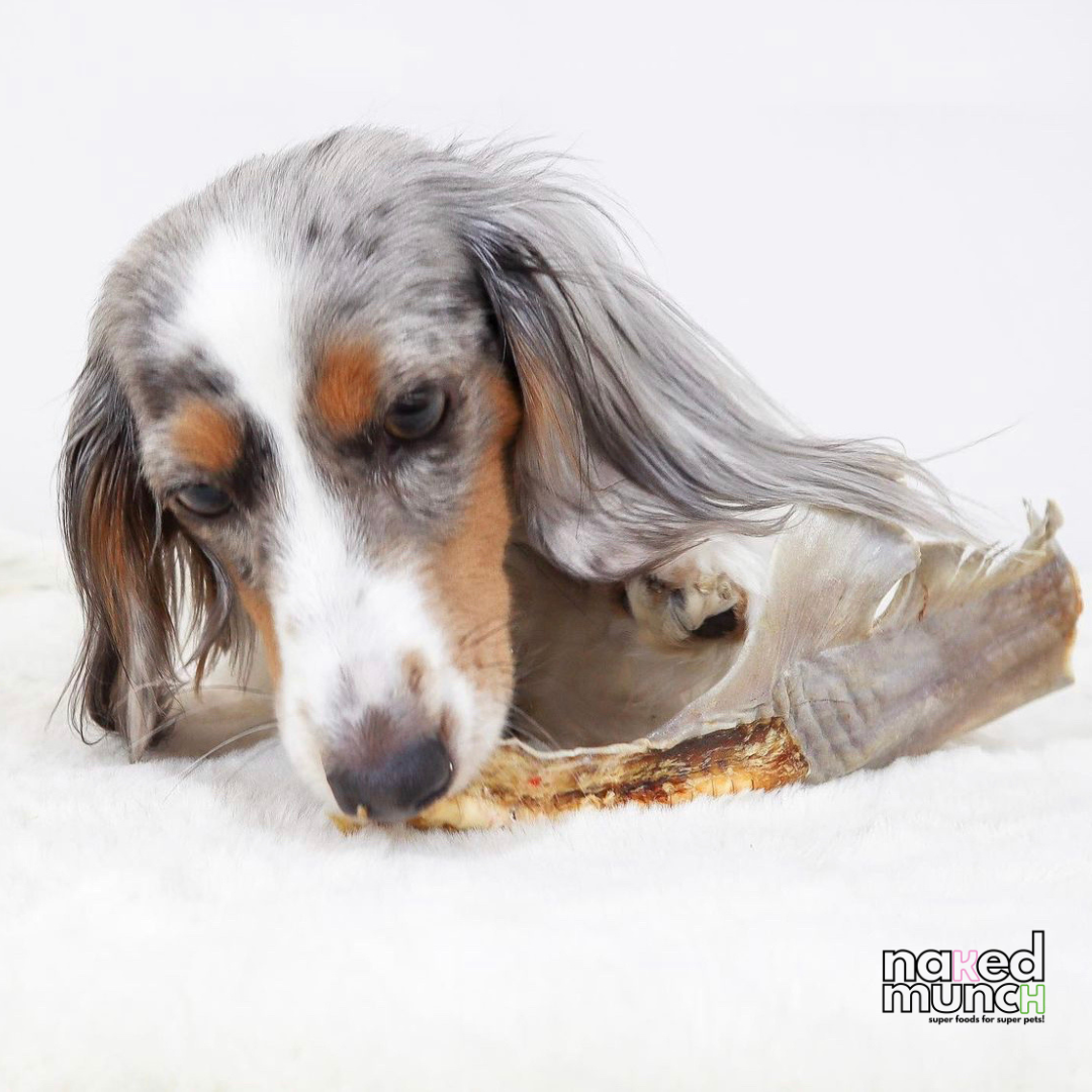 Shark Tail Chews | 8 Pack | Last Chance