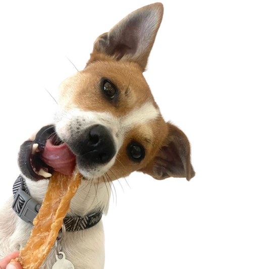 Brown and white dog eating chicken dog treats - Naked Munch Australia