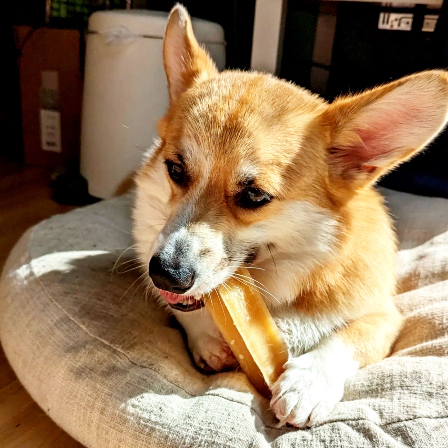 Chicken bone marrow chew with dog