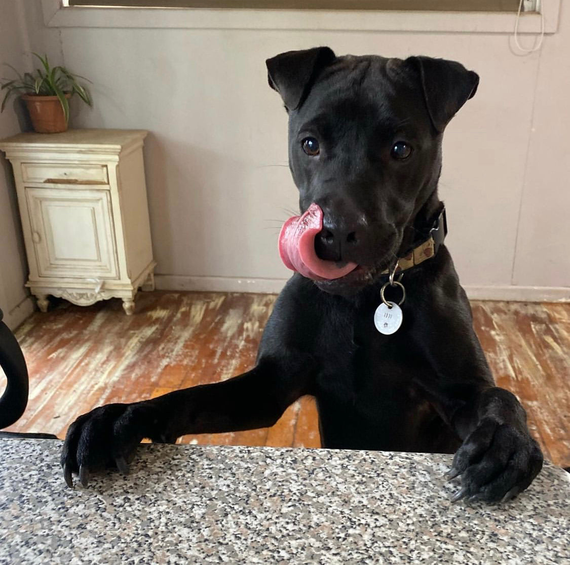 Lamb puffs dog treats - Naked Munch Pets