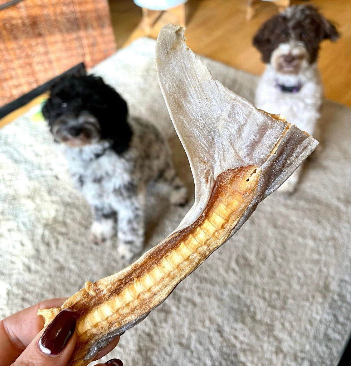 Shark Tail Chews | 8 Pack | Last Chance