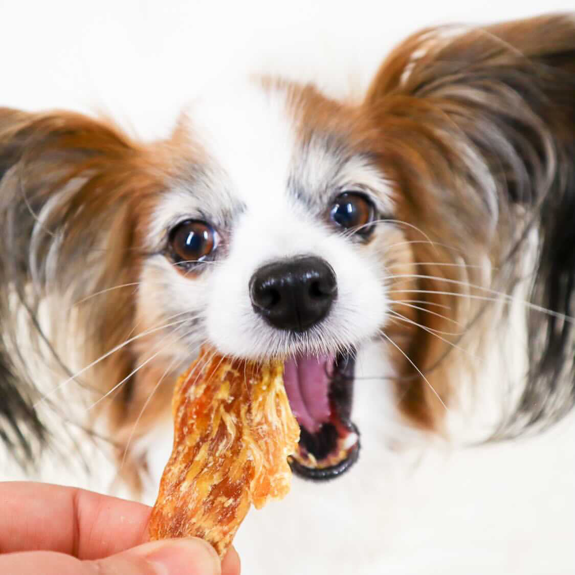 Brown and white dog eating a Naked Munch Chicken Tender dog treats