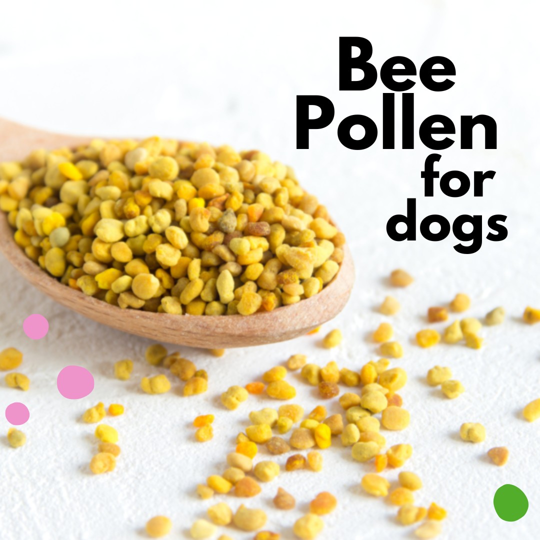 5 reasons bee pollen is great for dogs with allergies