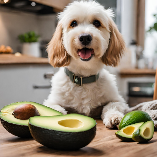 Cute white dog sitting at table with cut open avocado on table 