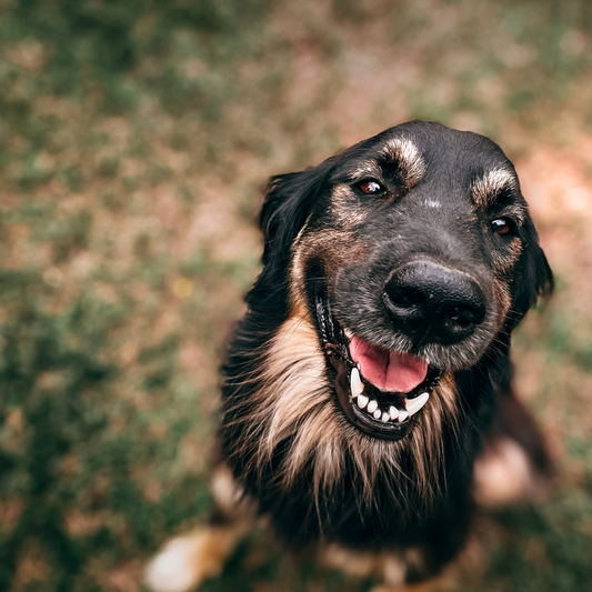 How Can I Help My Dog With Stress & Anxiety?
