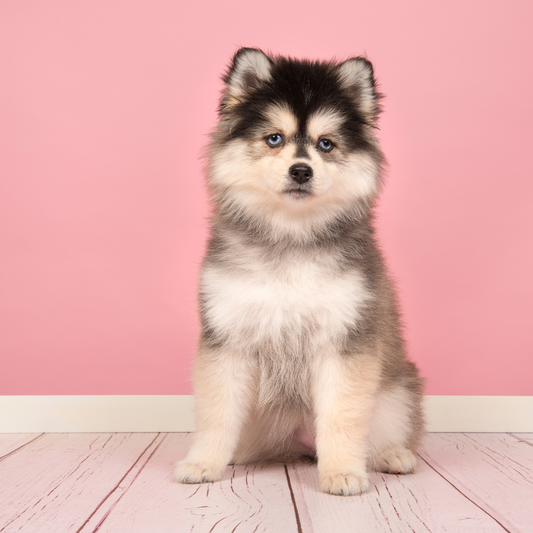 What To Expect in The First Year of Puppy Parenting