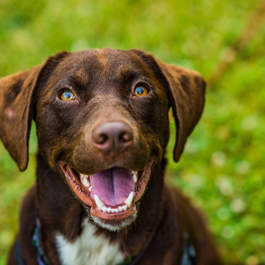 Best Dog Chews to Help Keep Your Dogs Teeth Clean