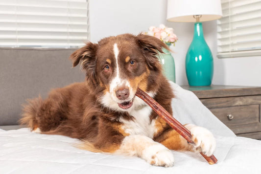 Top 10 Chews For Happy Heathy Pups