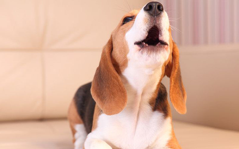 Why Do Dogs Bark at Night – and How to Stop It Without Punishment