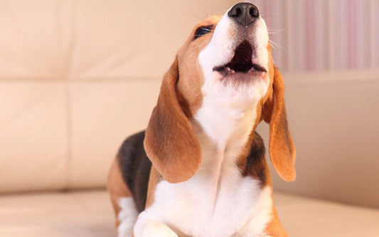 Why Do Dogs Bark at Night – and How to Stop It Without Punishment