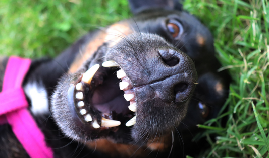 Doggy bad breath: causes & remedies