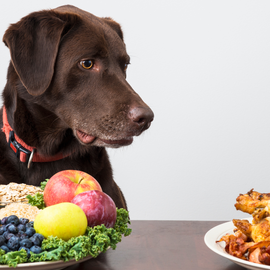 Does Your Dog Need More Fibre?