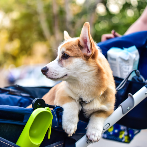 Small senior dog in blue stroller