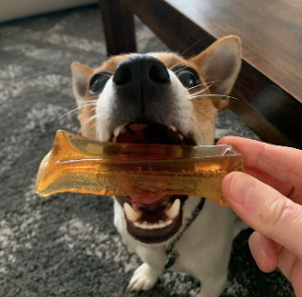 How To Introduce Dog Chews To Your Pup