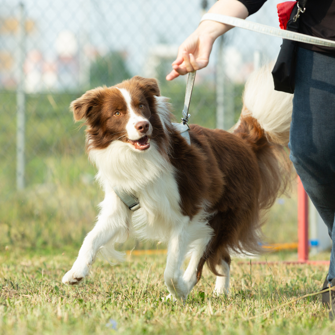 Basic Dog Obedience Classes: What To Expect