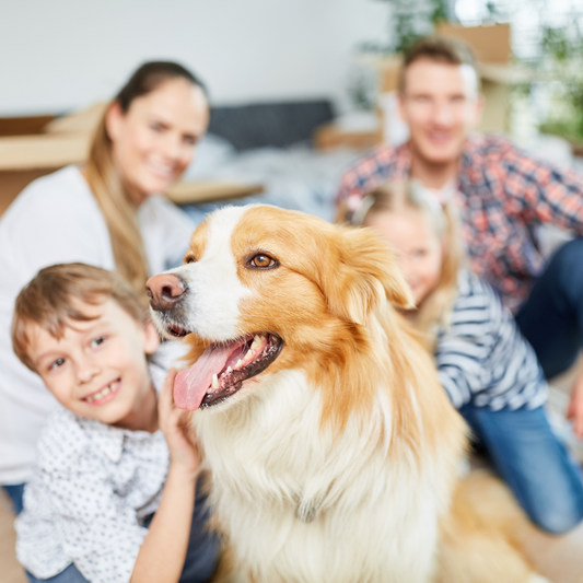 What dog breed is best for you?