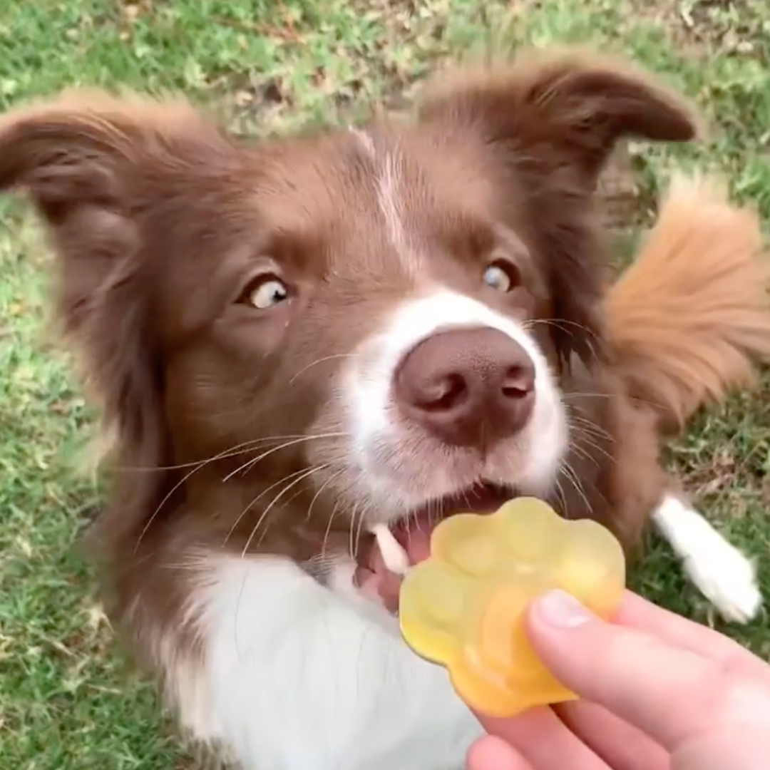 Bone Broth Gelatine Treats [ideal for senior dogs]