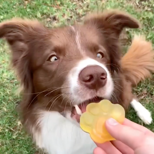 Bone Broth Gelatine Treats [ideal for senior dogs]