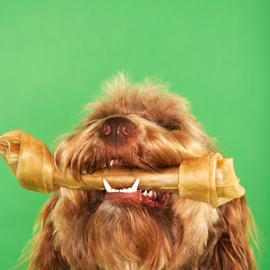 Why Rawhide Is Toxic For Dogs