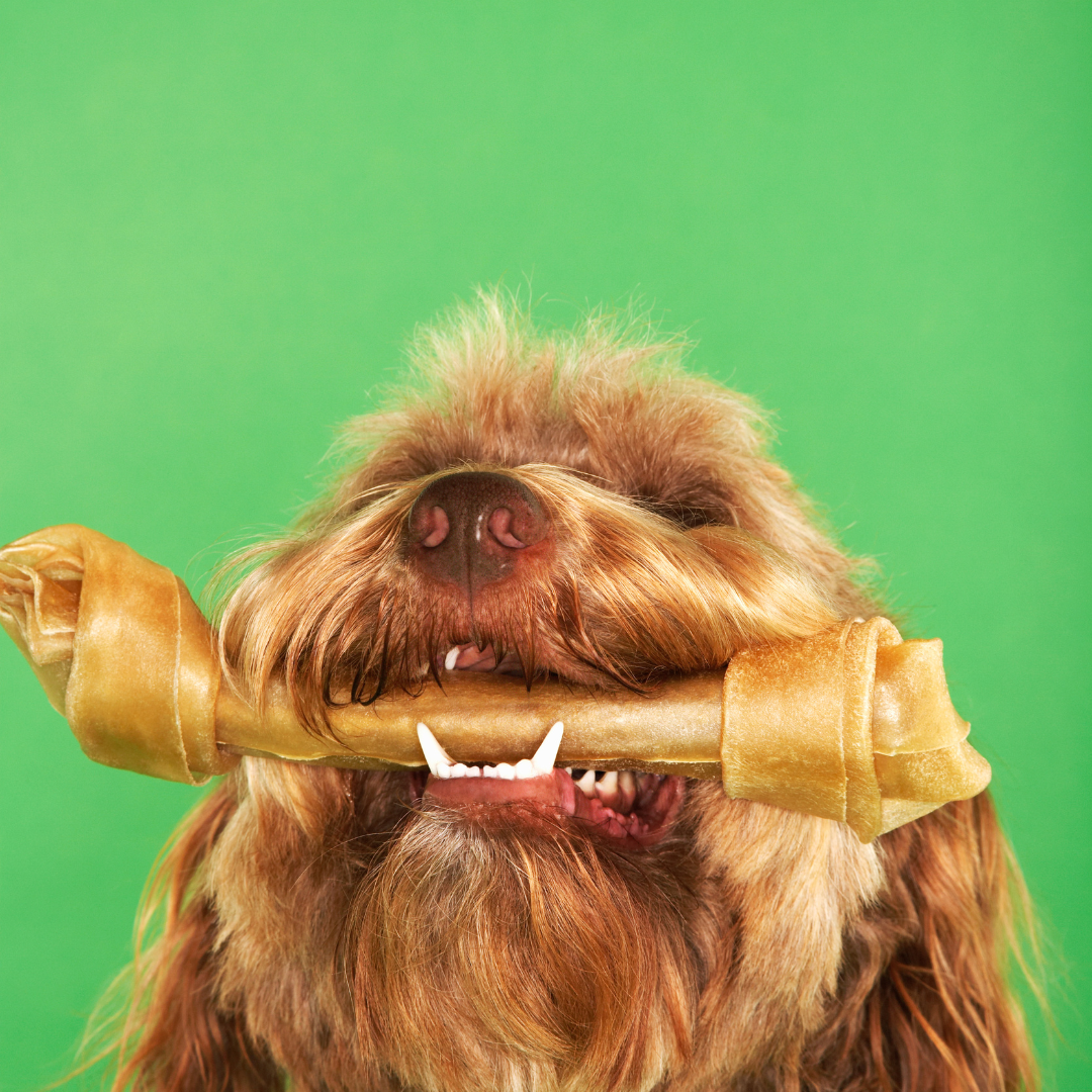 Why Rawhide Is Toxic For Dogs