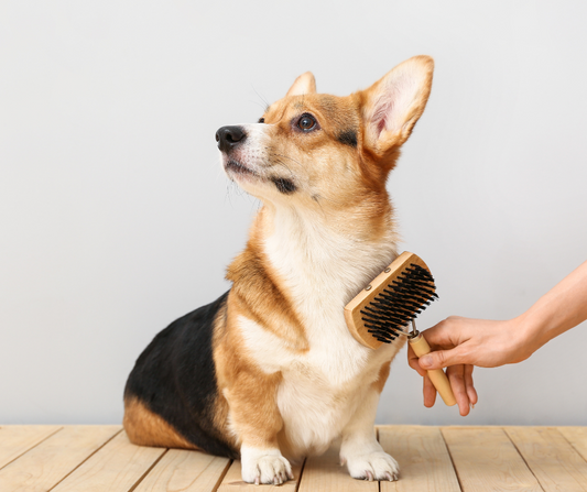 small Corgi dog being brushed 