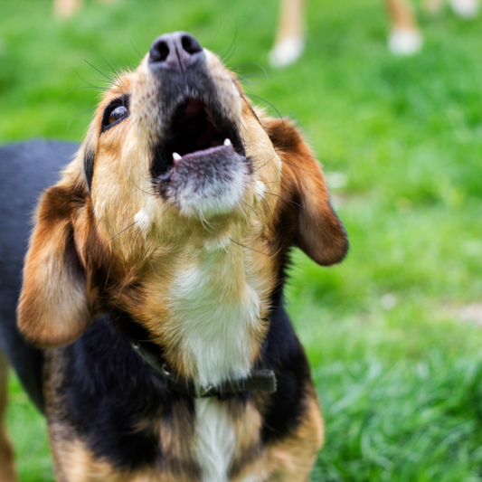 Brown and black dog howling 