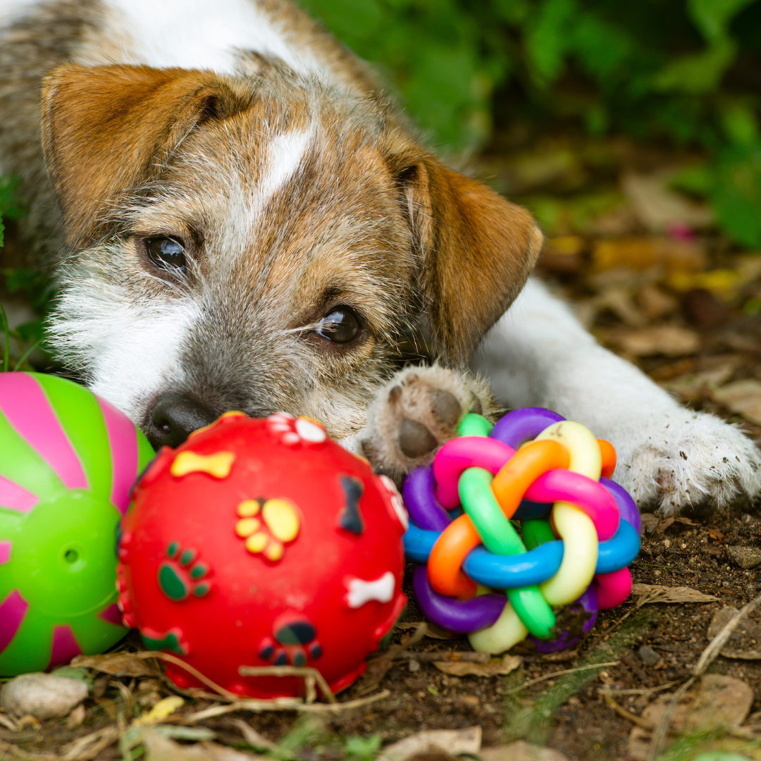 How To Wash Your Dogs Toys
