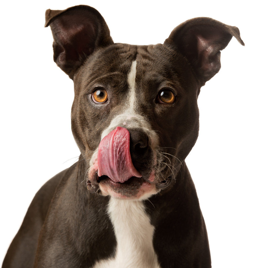 Brown and white with tongue out 