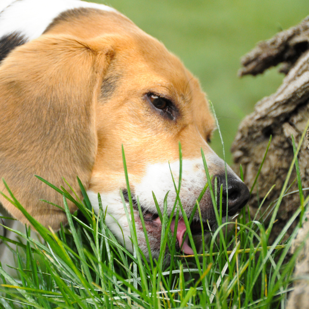 The Green Mystery: Why Do Dogs Eat Grass? – Naked Munch Pets
