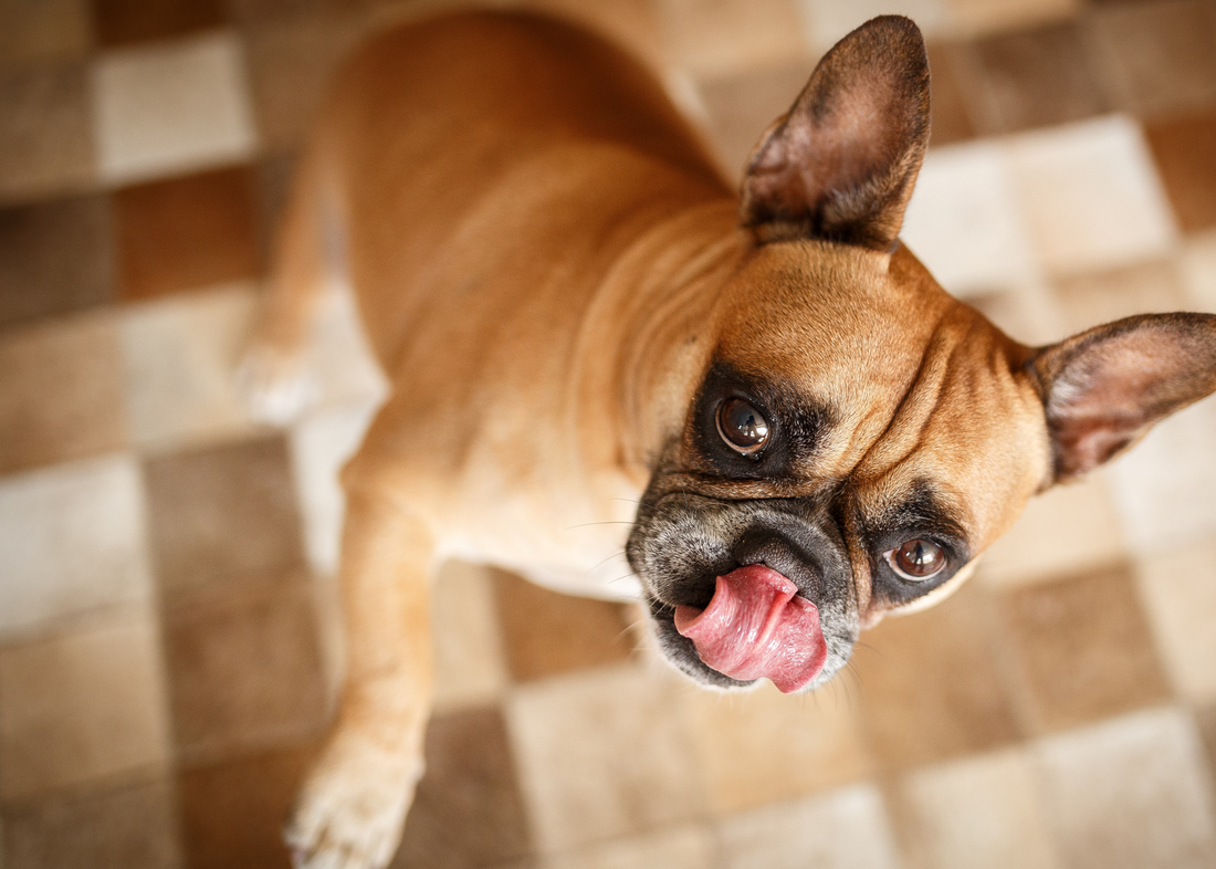 Why Do Some Dogs Chew Their Paws?