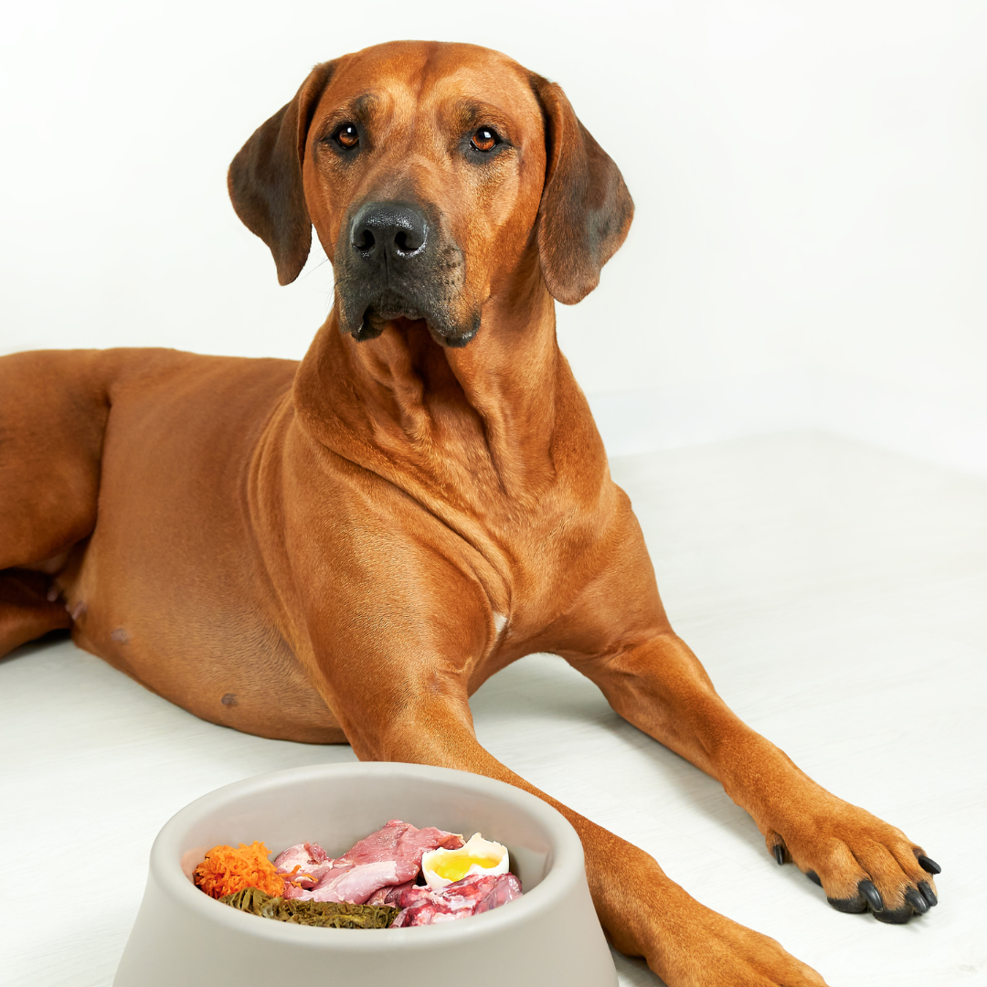 How To Transition Your Dog To A Raw Food Diet