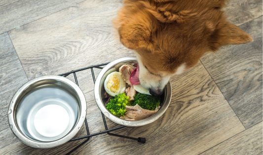 What To Your Add To Your Dog's Diet For Good Dental Health