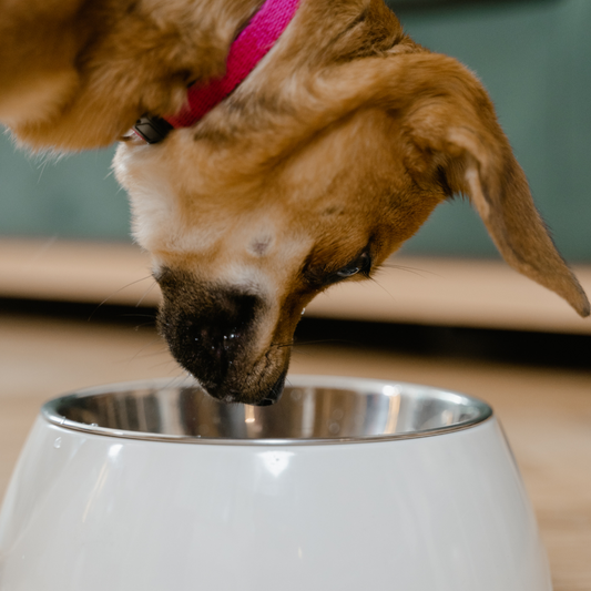 Why dogs speed eat and how to slow them down