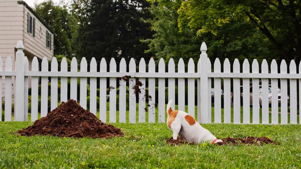 Why do dogs dig holes – and how to stop it without taking away their joy