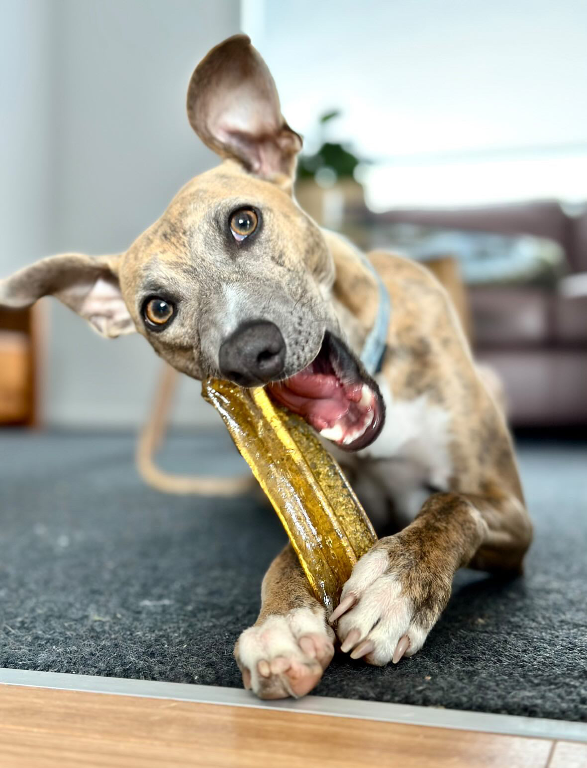 Bone marrow chew - healthy dog chews - Naked Munch Pets
