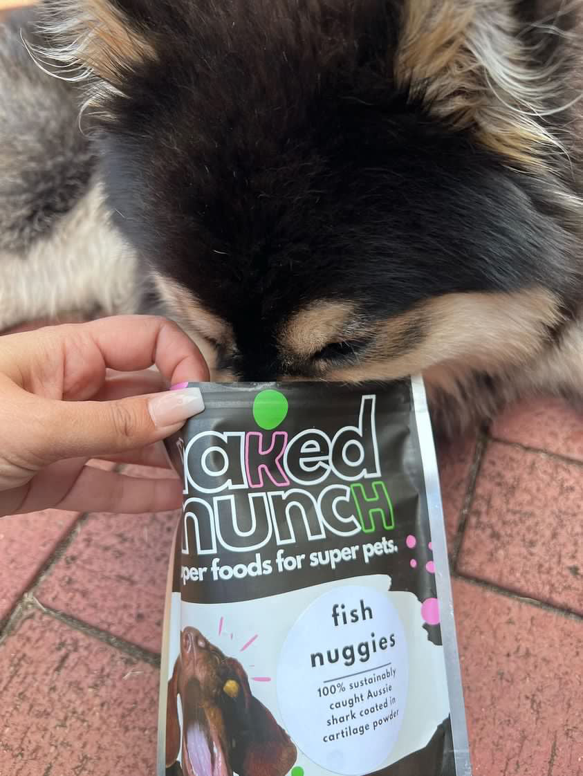 Brown dog sniffing Fish Nuggies seafood dog treats Australia 