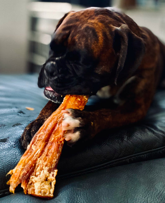 Brown Boxer dog eating Paddywack dog chew