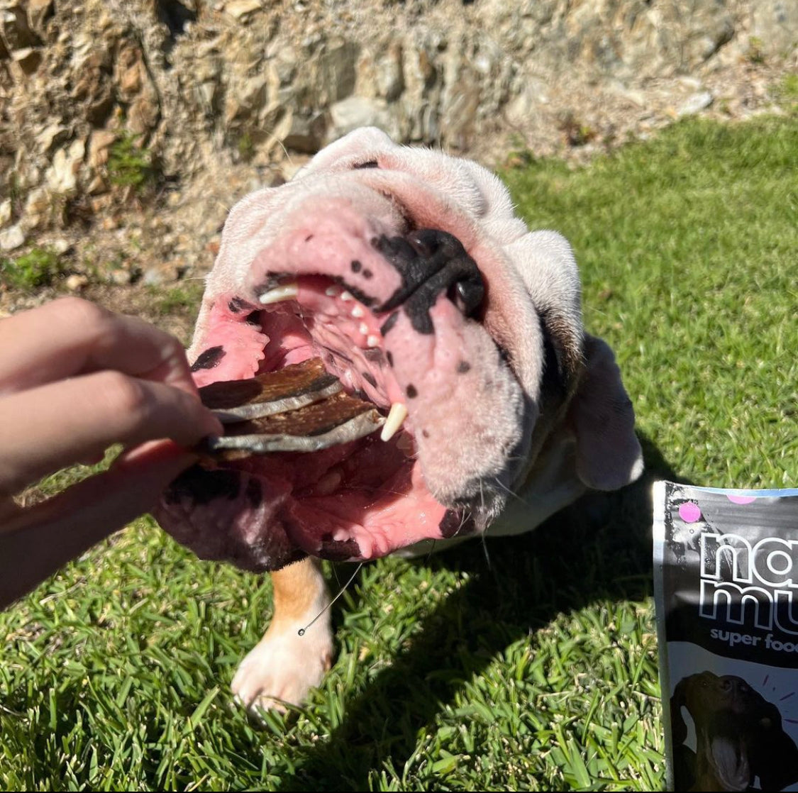 British Bulldog eating seafood dog treat - Naked Munch Pets Australia 