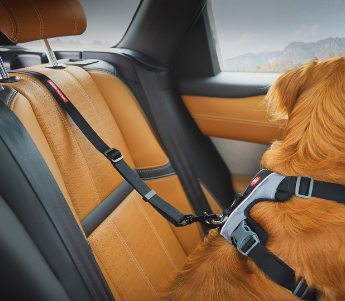 Dog in car with black safety seat belt